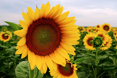 A field of sunflowers.